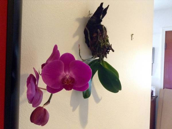 Mounted Phal