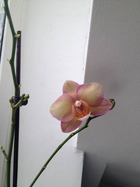 Bargain phalaenopsis has bloomed!