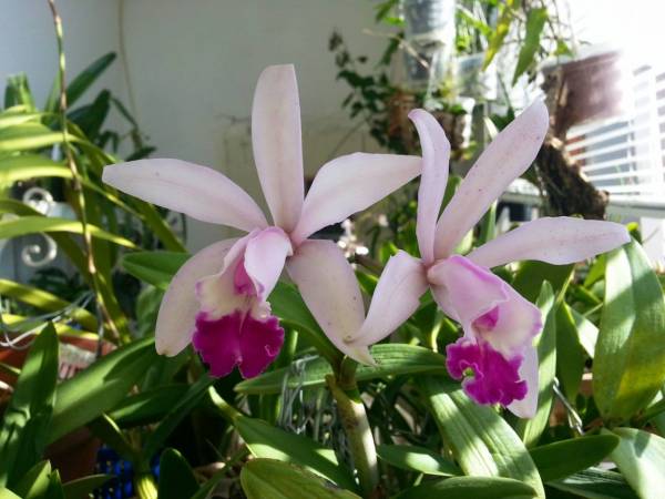 Cattleya intermedia