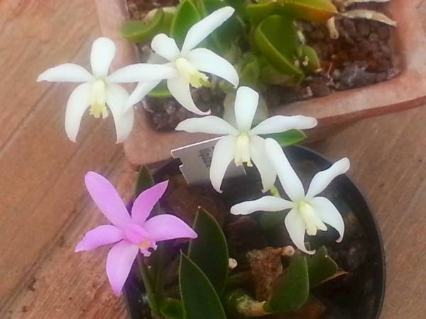 Laelia fournieri and liliputana