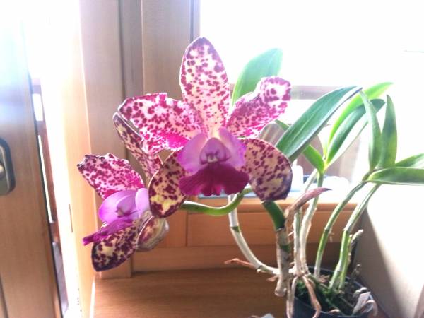 Cattleya Green Emerald Orchid Queen