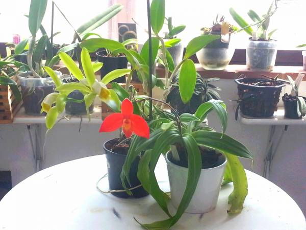 Cattleya forbesii and Phragmipedium besseae