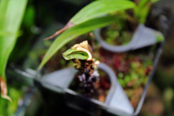 epiphyte's NoIDs