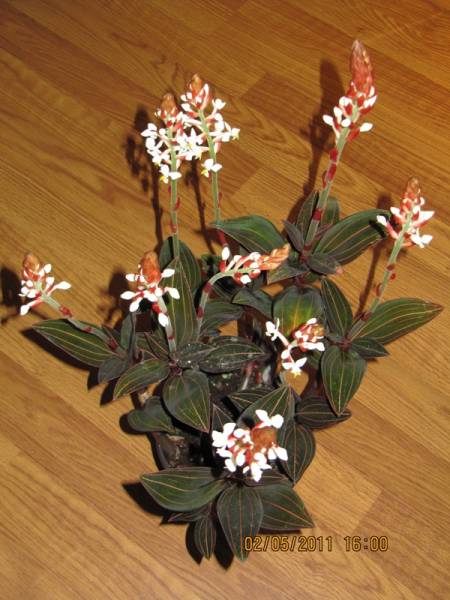 Ludisia Discolor