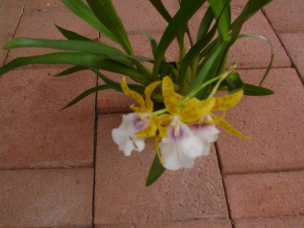 Miltonia Goodvale Golden Moir