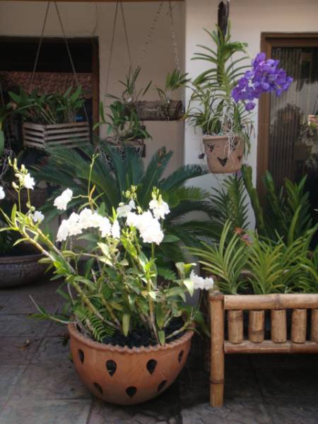 my_orchids_in_december_104_