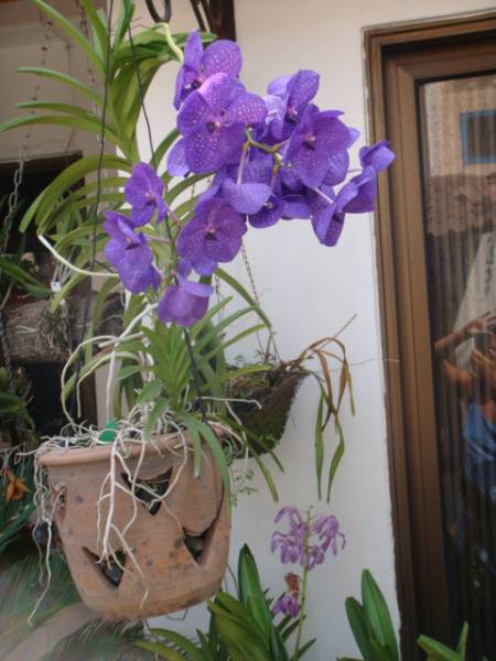 my_orchids_in_december_105_