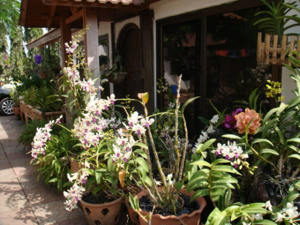 my orchid garden