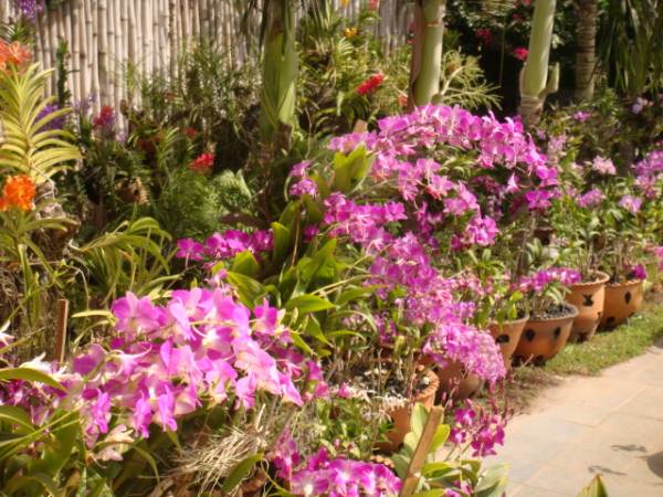 my orchid garden