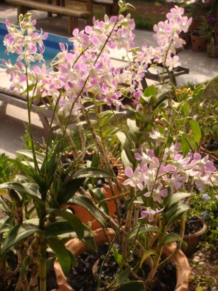 my_orchids_in_december_172_