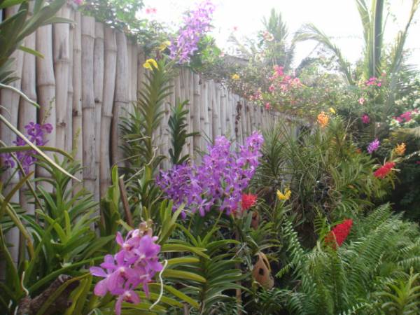 my_orchids_in_december_181_