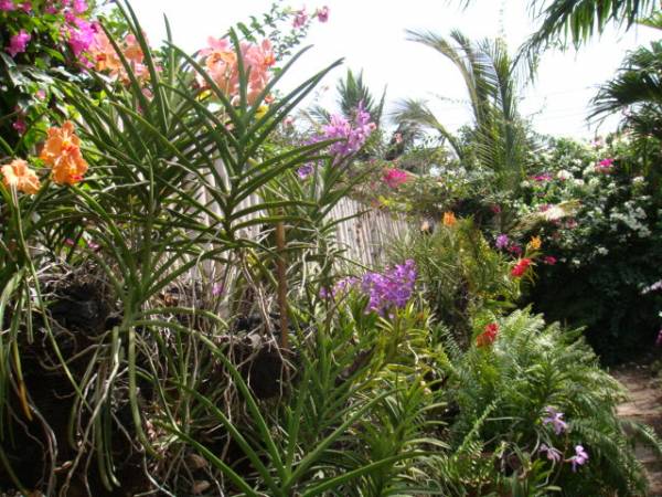 my orchid garden