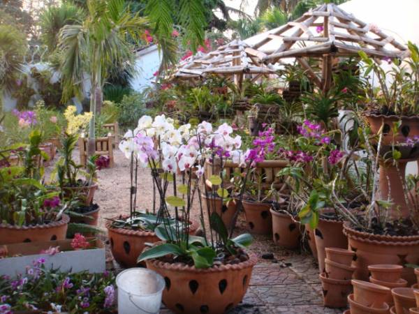 my_orchids_in_december_243_