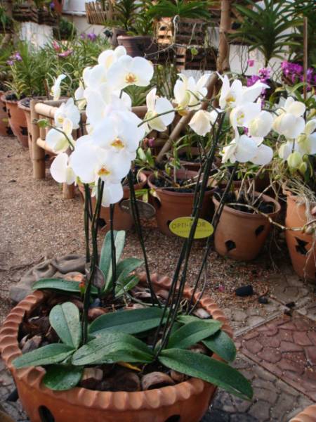 my_orchids_in_december_245_