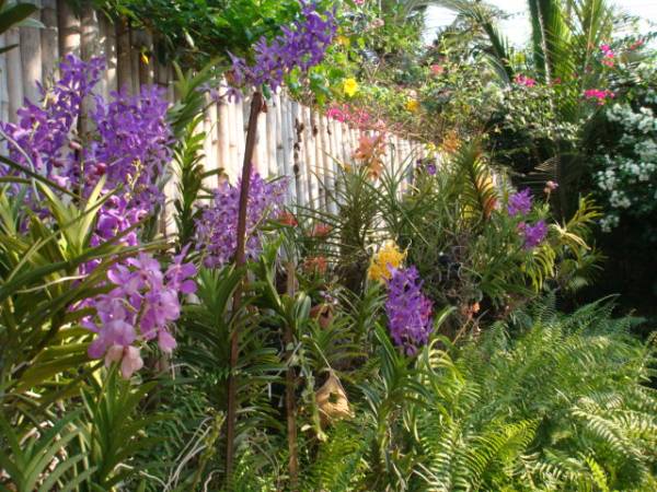 my orchid garden