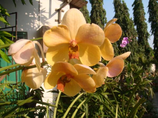 my_orchids_in_december_327_