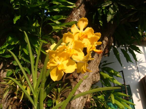 my_orchids_in_december_328_