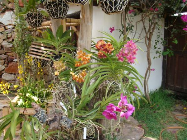 my orchid garden