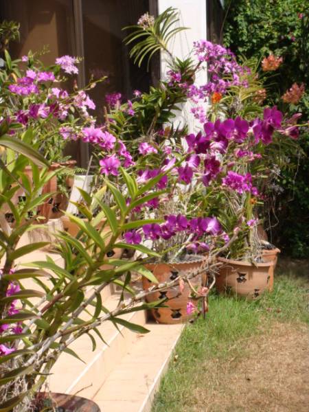 my_orchids_in_december_64_