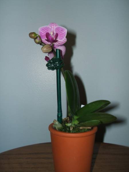 Phal Sogo Vivien