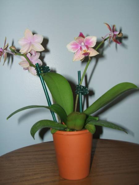 Phal Sogo Gotris ' Flora Ark '