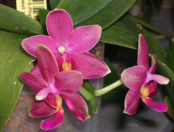 Phal Nobby's Pacific Sunset