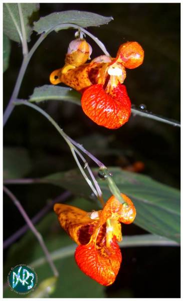 Orange Orchids