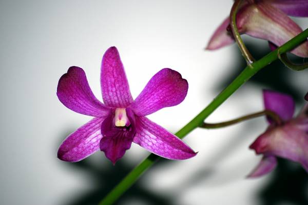 Intuwong Dendrobium