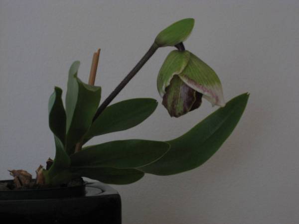 Paph. Memoria Sabrina Mark - blooming