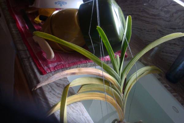 orchid_leaves