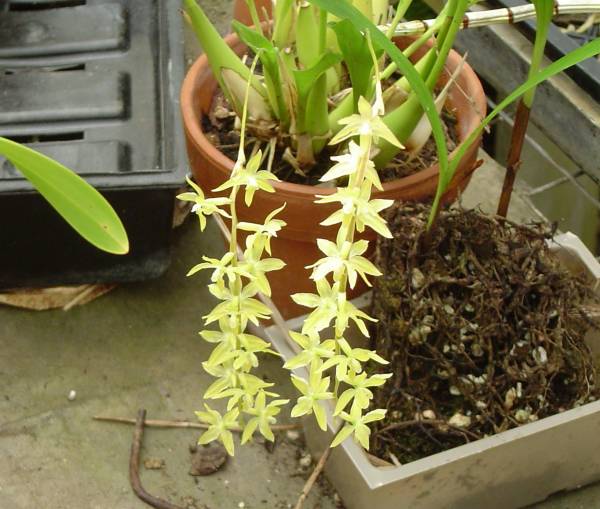 Botanical Orchid Greenhouses 06.13.2009