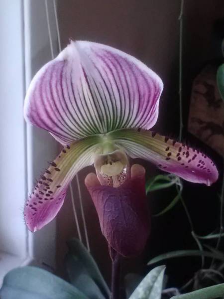 paph13