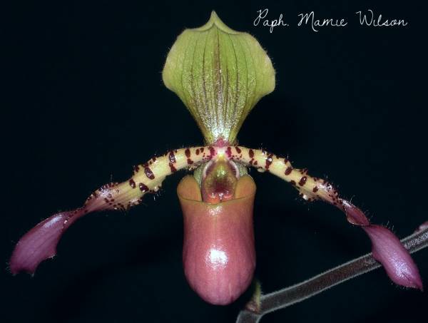 Paph. Mamie Wilson