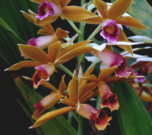 Phaius tankerville