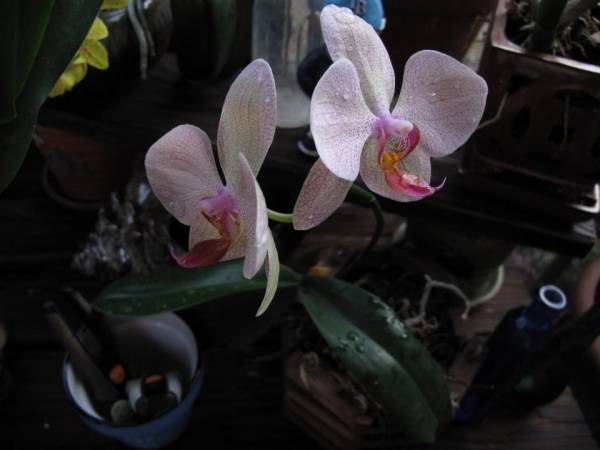 phal9