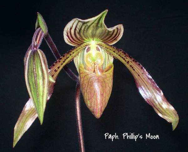 Paph. Phillip's Moon