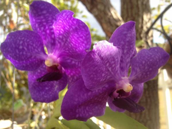 Vanda