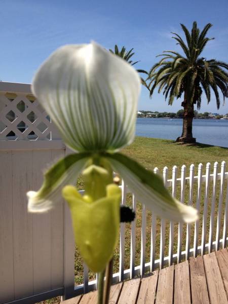 Paph