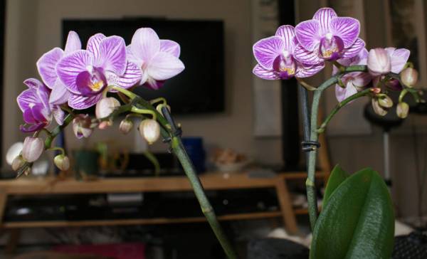 Purple Mini Phal