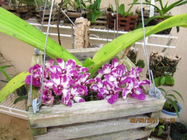 Rynchostylus gigantea 'spots'