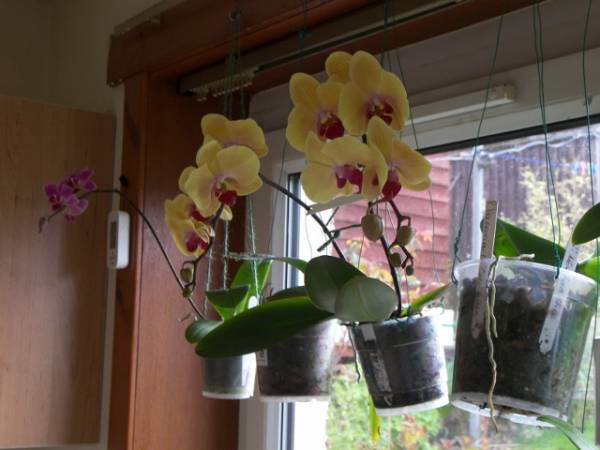 Phal. Shin Yuan 'Golden Beauty'