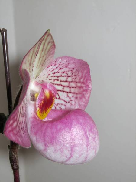 paph magic lantern