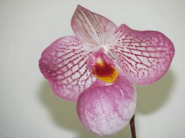 paph magic lantern