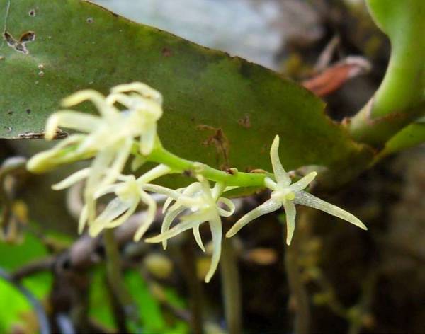 Small starlike white flowers (detail)