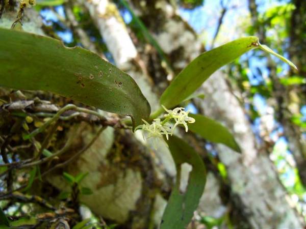 Small starlike white flowers (whole plant)