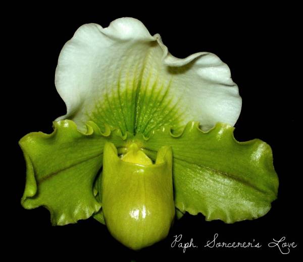 Paph. Sorcerer's Love