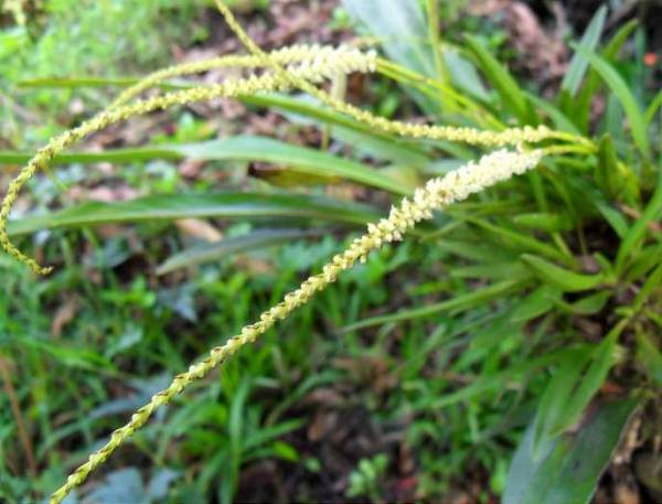 long spikes of white flowers