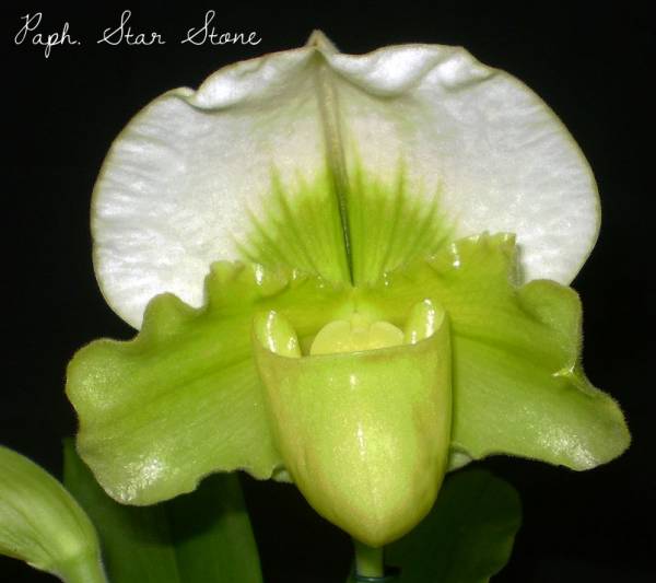 Paph. Star Stone