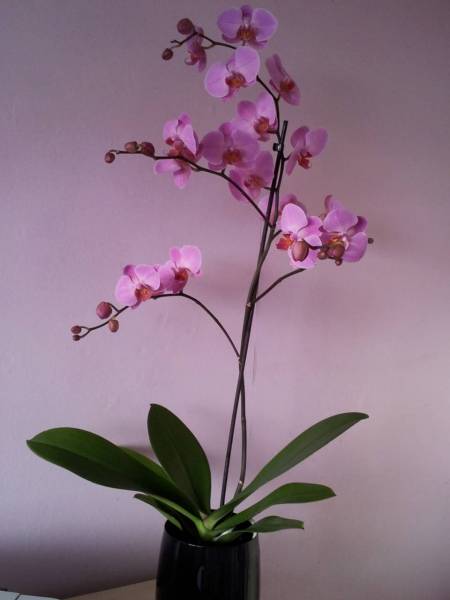 Large Purple Phalaenopsis