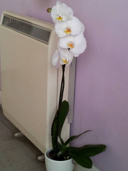 Large petaled white phal.